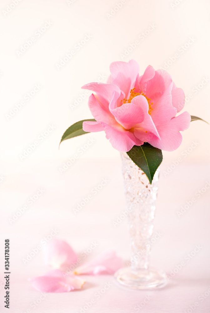 Pink cut flower in a glass vase on a light pink surface