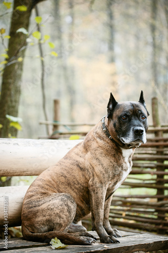 Male portrait of an adult dog of tiger coloring the American Staffordshire Terrier. Dog in nature, sitting on a bench.