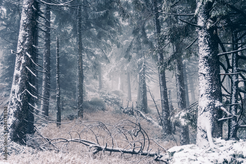 Naklejka premium Frostiger Nebelwald