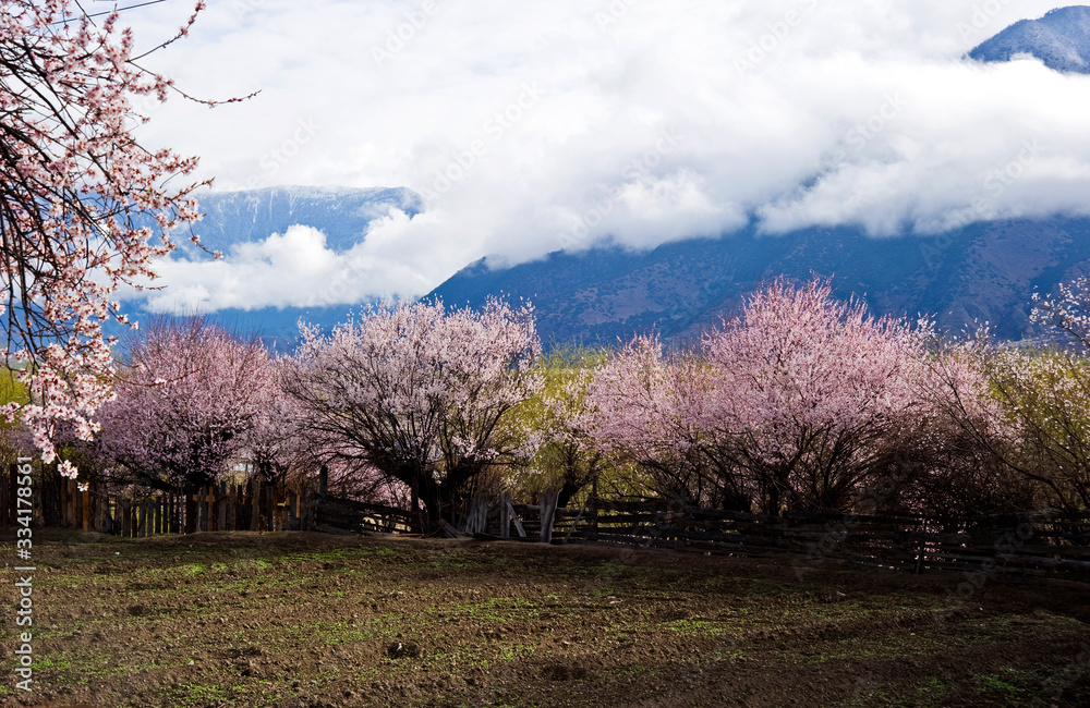 blooming peach tree in spring, Tibet China blooming peach tree in spring, Tibet China
