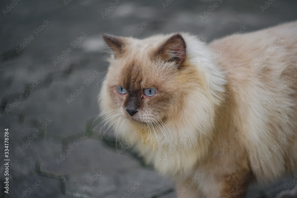 A Himalayan cat is taking an afternoon walk in the yard. Its gray fur is very thick and its nose is striking black.