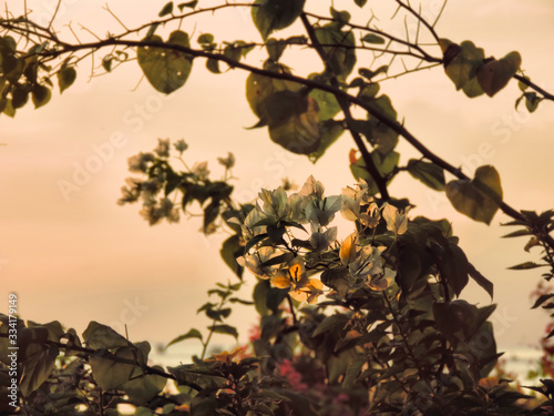 flowers bougainvillaea  in sunrice rays. Vietnam Fototapeta