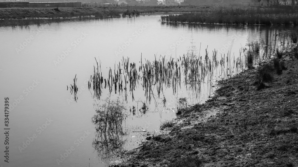 Fototapeta premium Reeds in the water as abstract rendered in black and white