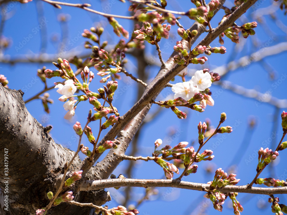 春を感じる日本の美しい先初めの桜