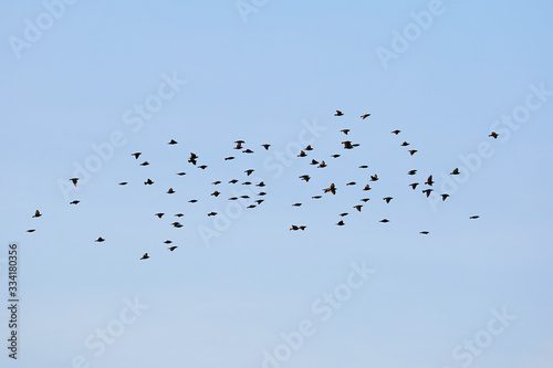 Birds flying against blue sky