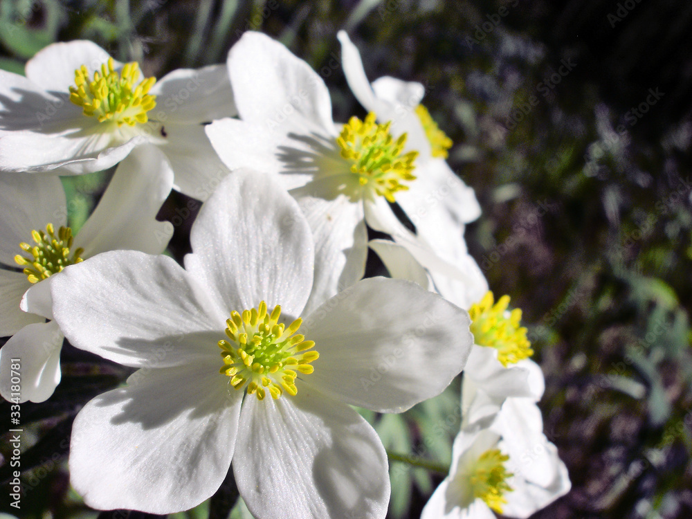 a bouquet of the most delicate white Siberian field flowers