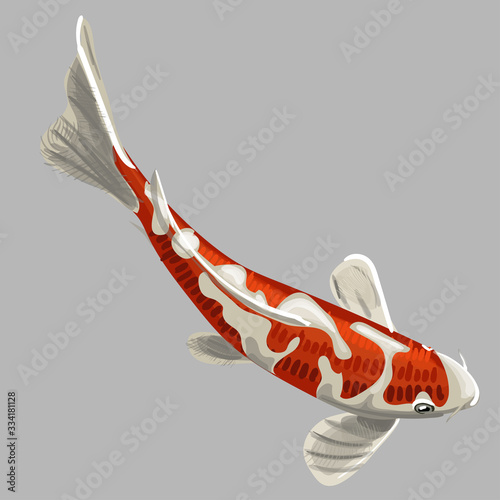 illustration of koi carp, coloring page
