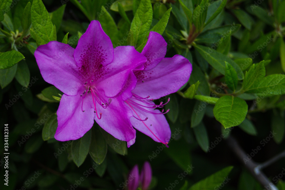 azalea azalea