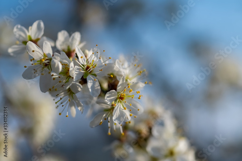 Weißdorn Rosaceae Crataegus Strauch Busch Blüten weiß Frühling Dornen Pollen Bienen Humme,n Staubgefäße Sauerland Deutschland Heilkraut Kompott Gelee Chinesische Medizin Ostern Deko