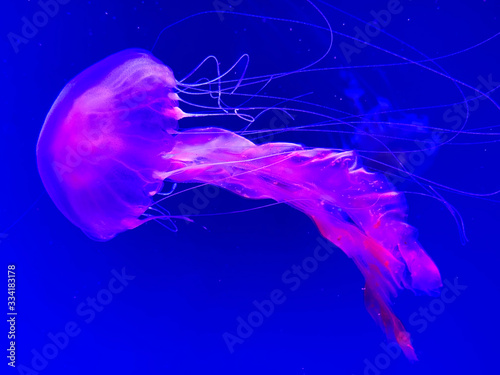 Amazing jellyfish floating in dark water, pink medusa swimming in the museum in Kiev. Sea, sea life concept