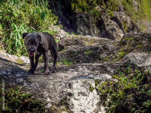 PitBull sur un rocher de Sainte-Marie photo