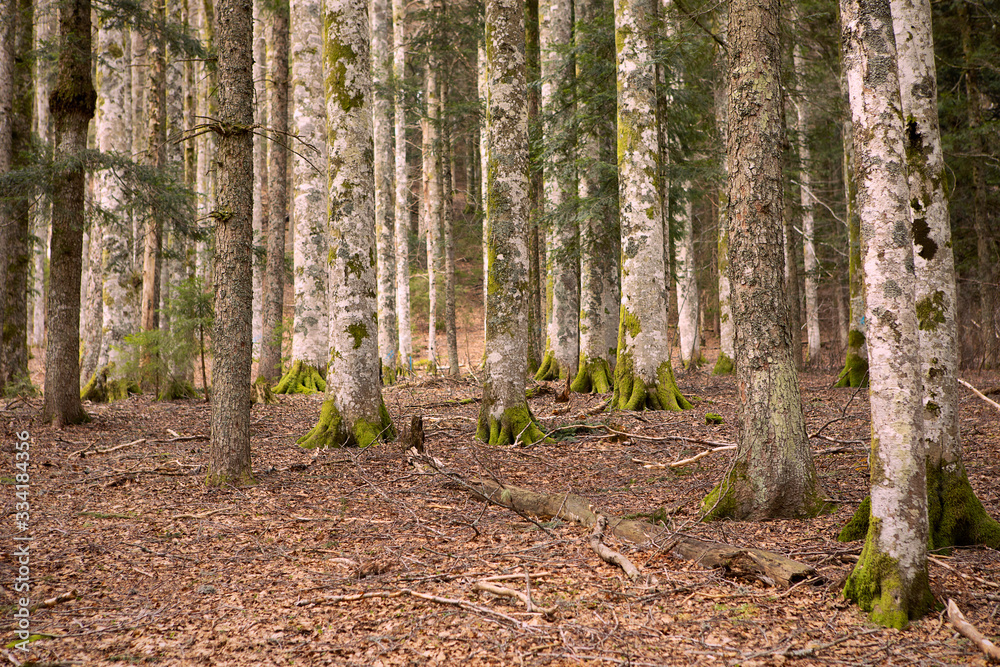 Wild forest. Beautiful view inside of pine forest. Mossy tree trunks. Schwarzwald, Germany. Black Forest. Wild forest. Beautiful view inside of pine forest. Mossy tree trunks. Schwarzwald, Germany. Black Forest.