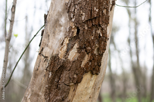Fototapeta Naklejka Na Ścianę i Meble -  brown tree bark close-up. texture