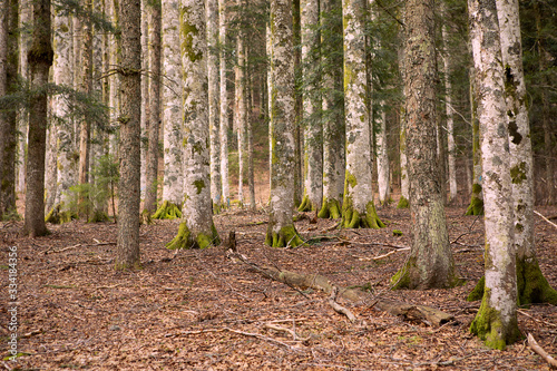 Wild forest. Beautiful view inside of pine forest. Mossy tree trunks. Schwarzwald  Germany. Black Forest. 