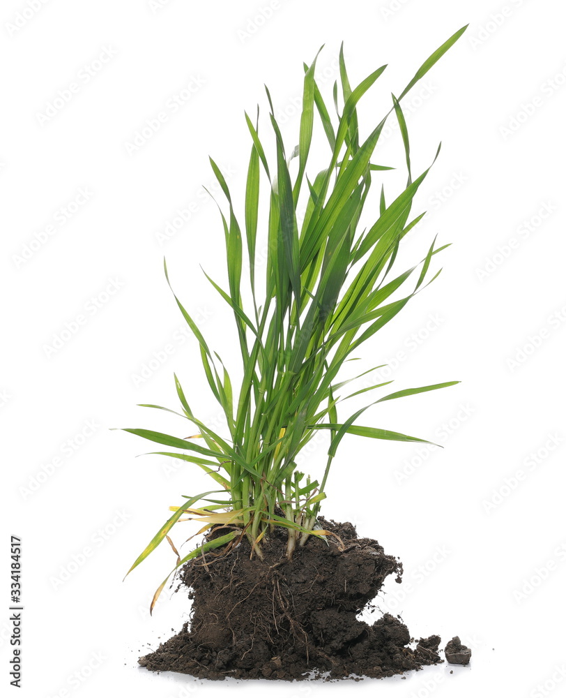 Green spring young wheat with soil isolated on white background, with clipping path Green spring young wheat with soil isolated on white background, with clipping path