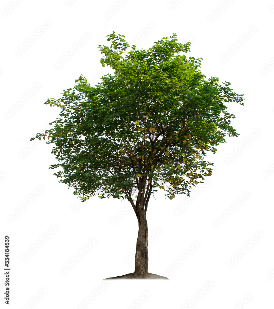 Obraz premium Tree isolated on white background