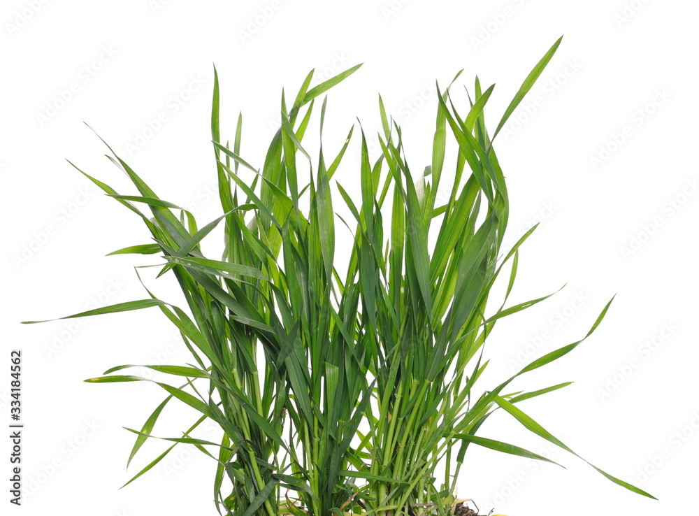 Green spring young wheat with soil isolated on white background, with clipping path Green spring young wheat with soil isolated on white background, with clipping path
