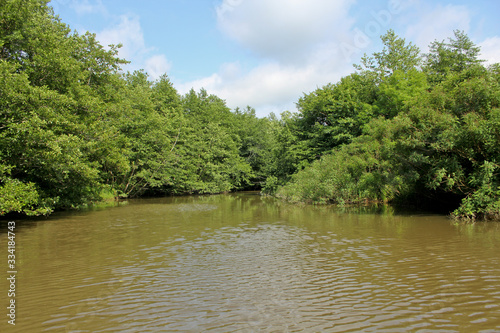 Panorama  wild view of Churia river in the swamps of Kolkheti National Park. A lot of reeds. Summer  green landscape Georgia country. View from canoe.