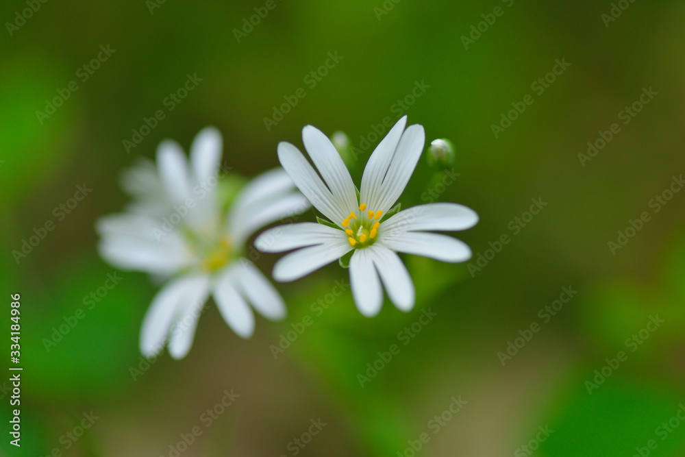 Große Sternmiere (Stellaria holostea) Große Sternmiere (Stellaria holostea)