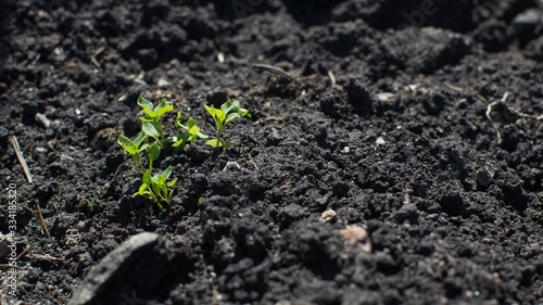 Sprouts of field grass on black loose soil.