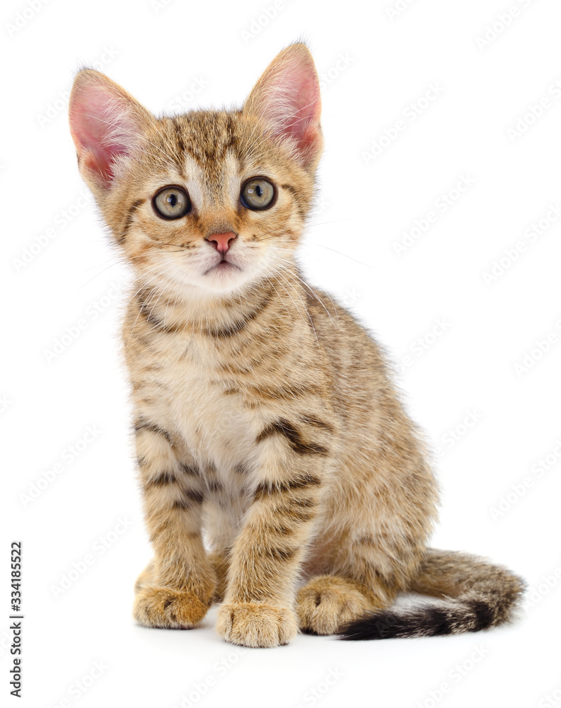 Kitten on white background.