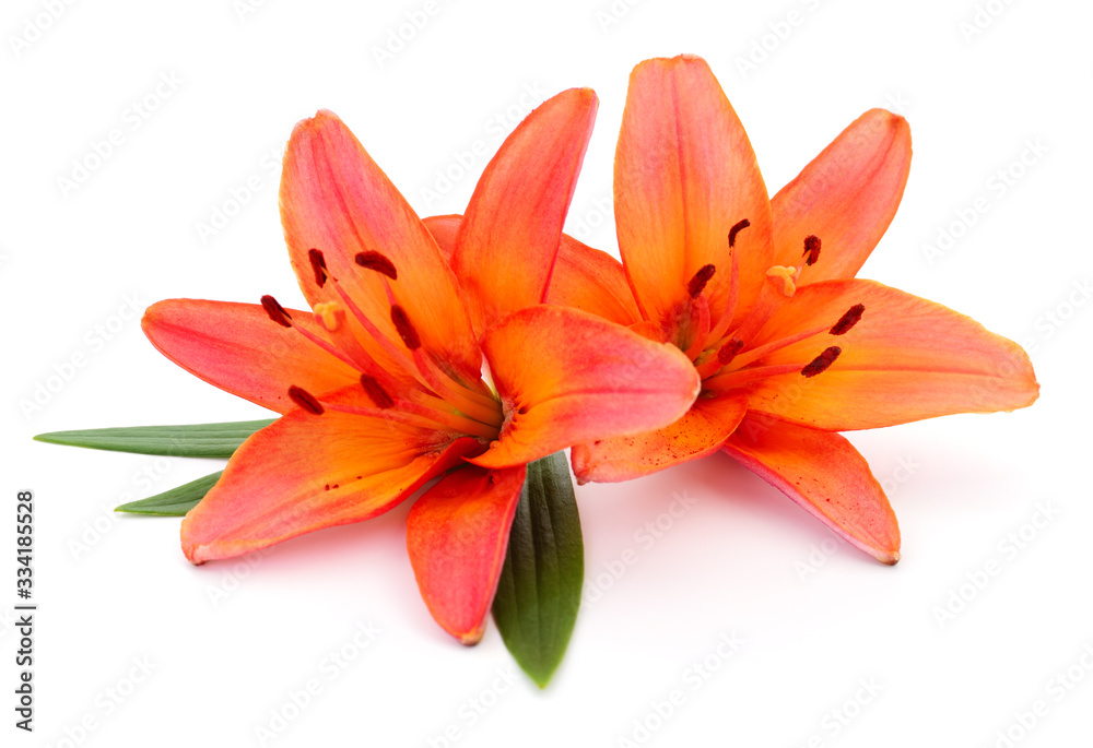 Two orange lilies.