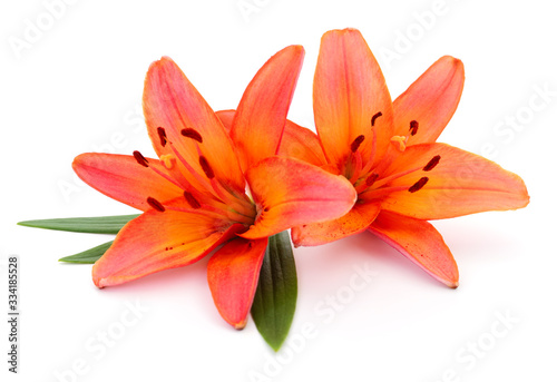 Two orange lilies.