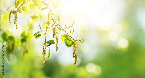 Cuadro en lienzo New birch leaves on green spring background