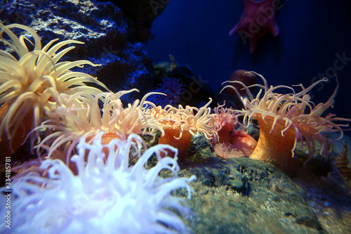 水底で群生するコイボイソギンチャク（ジイボ）の風景（日本の新江ノ島水族館）