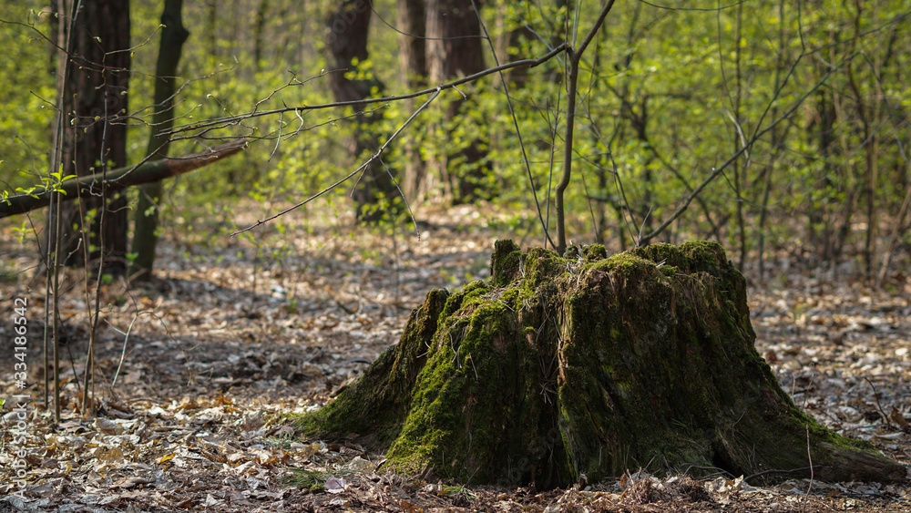 Obraz premium Old, moss-covered stump in a sunny, spring quiet forest