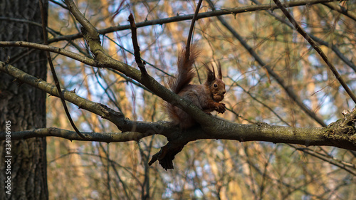 Red squirrel on a tree eating nuts in the forest
