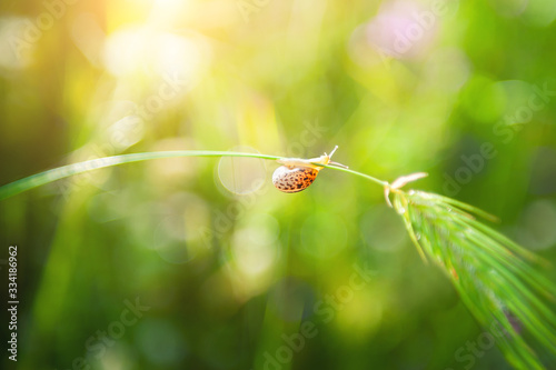 Little snail on the green grass in the morning sunlight. Macro image. Beautiful summer nature background