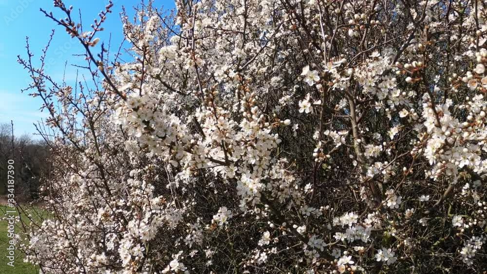 Video of white flower of Cherry Plum tree (also known as Prunus cerasifera), twig with flowers moving in the wind. Spring in Essex in England. 4K Video of white flower of Cherry Plum tree (also known as Prunus cerasifera), twig with flowers moving in the wind. Spring in Essex in England. 4K