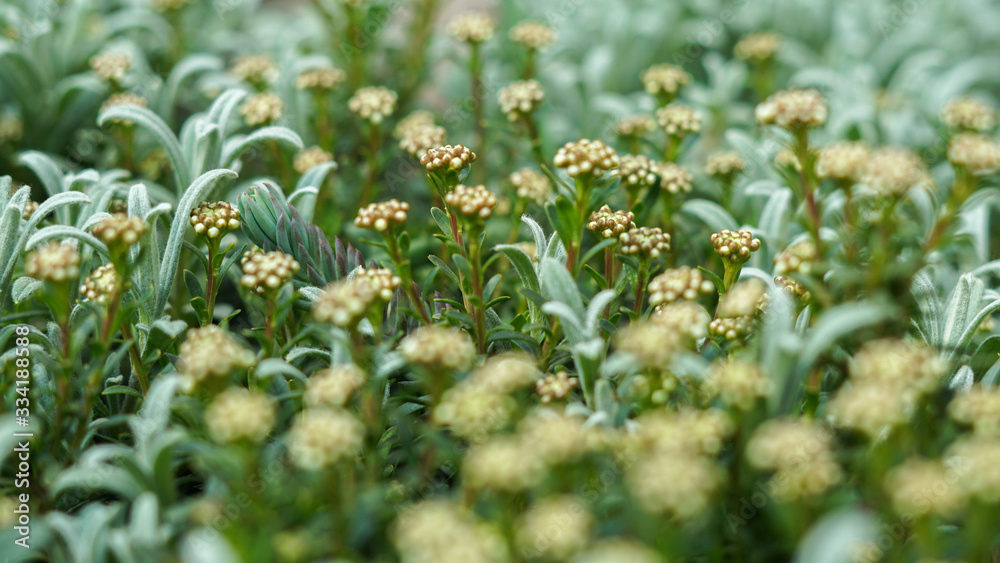 soft, lush cover of plants in sunny spring soft, lush cover of plants in sunny spring