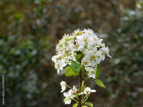 A blooming wild pear, or Pyrus amygdaliformis, tree branch, with white flowers, and a honey bee, in Attica, Greece photo