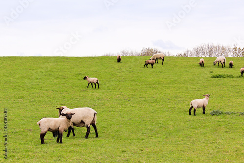 Sheep graze on green meadow in moorland, Lower Saxony, Germany. photo