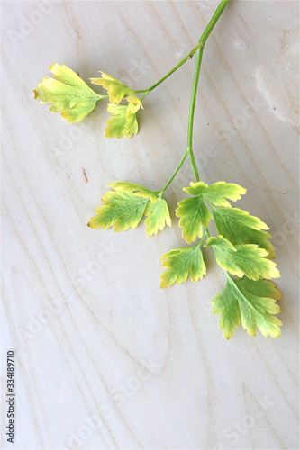 Isolated fresh parsley herb ingredient for cooking in the kitchen on wood table in natural daylight