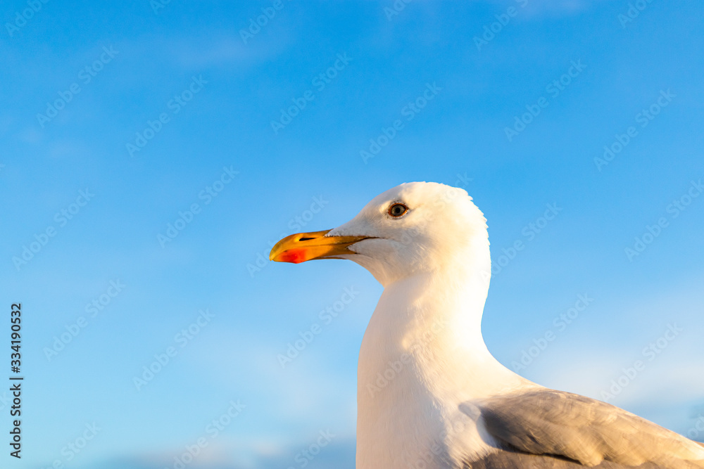 Seagull with blue sky in the background Seagull with blue sky in the background
