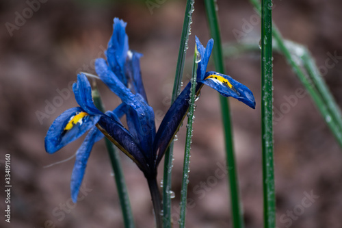 morning flower