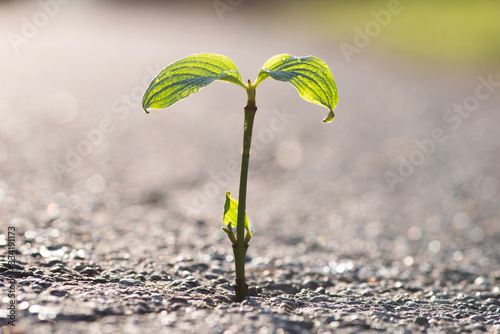 Eine kleine Pflanze wächst aus einem Riss in der Straße 