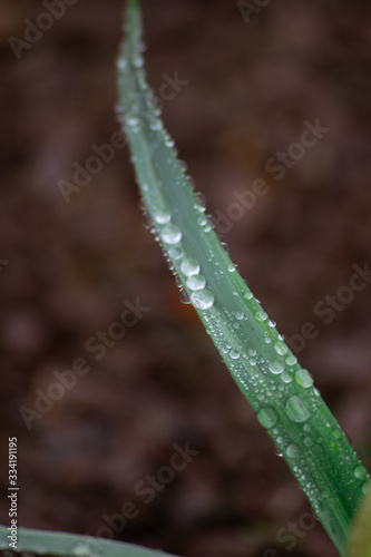 dew on plant