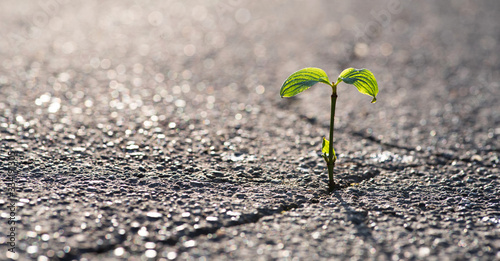 Eine kleine Pflanze wächst aus einem Riss in der Straße  photo