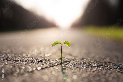 Eine kleine Pflanze wächst aus einem Riss in der Straße  photo