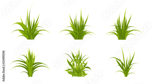 Set of realistic green grass and bushes isolated on white background. Objects for design. Vector illustration