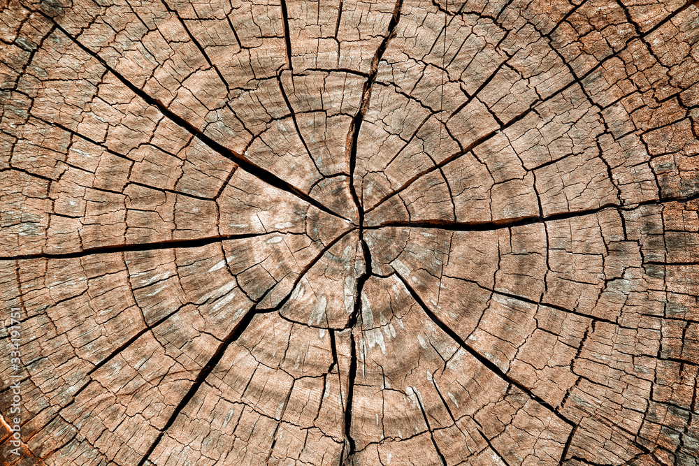 Fototapeta premium Tree stump background. Brown cracked and cut Wooden texture pattern background.