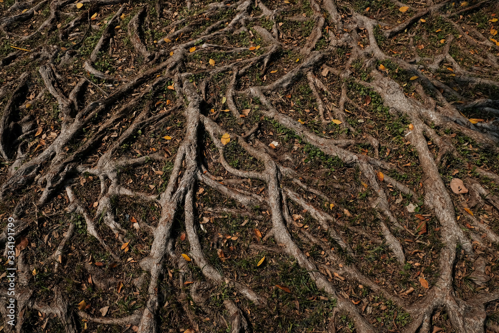 tree roots sticking out of the ground as a natural texture