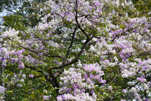 Wallpaper Mural Beautiful Tabebuia blossom in the park. Thailand Torontodigital.ca
