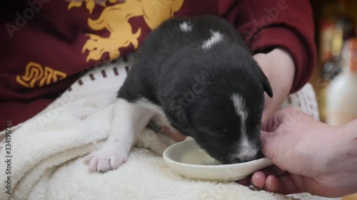 Newborn border collie puppy lapping and drinking milk for the first time