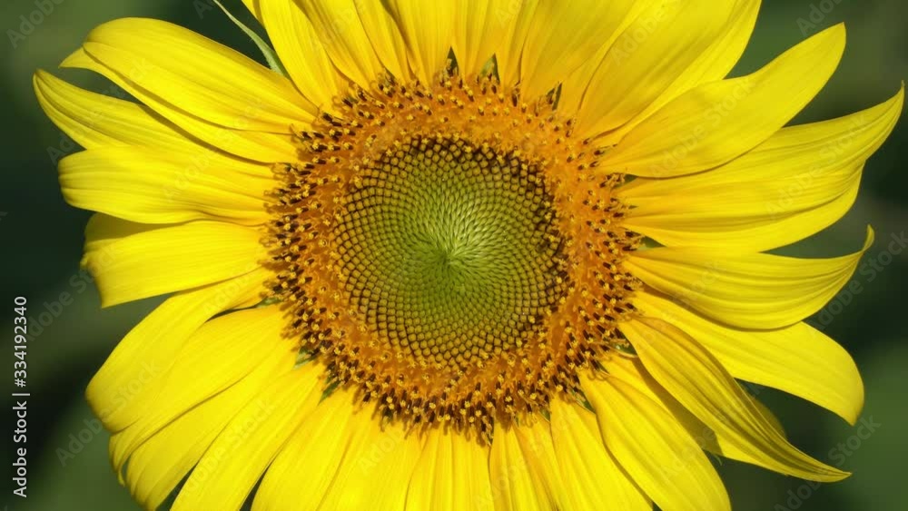 Close up shot of a sunflower in a swaying field in the wind Close up shot of a sunflower in a swaying field in the wind