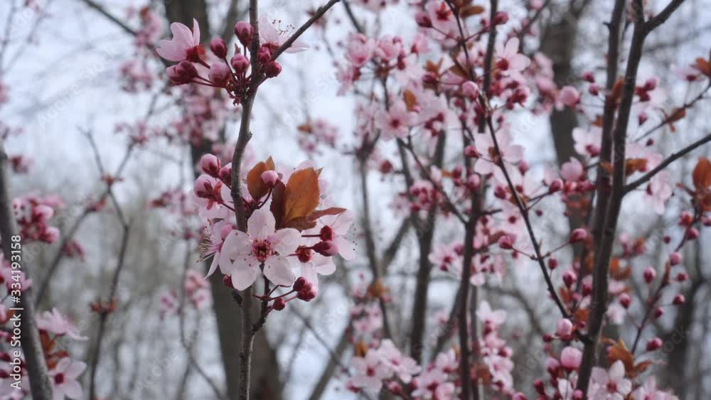branches of a blossoming tree in a spring garden branches of a blossoming tree in a spring garden